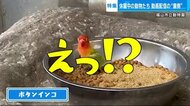 バズった「動物たちの動画」は飼育員が撮影　休園中の動物園の裏…