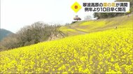 咲き誇る春 四国中央市・翠波高原で菜の花が満開 20万本以上が咲きそろう【愛媛】