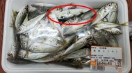 アジのパックに“フグの稚魚”が1匹…スーパーでの混入はなぜ起きたのか 店は「形が似ていてチェック漏れの可能性」と説明