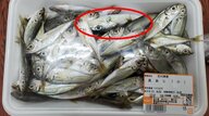アジのパックに“フグの稚魚”が1匹…スーパーでの混入はなぜ起きたのか　店は「形が似ていてチェック漏れの可能性」と説明