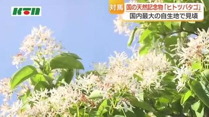  白く輝く「ヒトツバタゴ」国の天然記念物が国境の島で一斉に花を咲かせる　愛称は「ナンジャモンジャ」