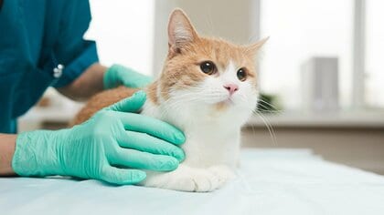 猫の動物病院選びで後悔しないために　20万円超の治療費…繰り返された血液検査の末に転院した理由