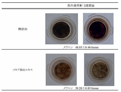 ヴェントゥーノの化粧品原料「メカブ抽出エキス」が、3次元皮膚モデルを用いた美白評価試験によって、メラニン生成を抑制することが明らかになりました!