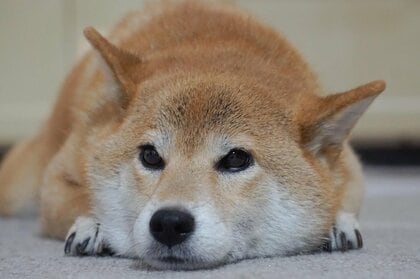 愛犬の換毛期、抜け毛を気にする飼い主は81.00％｜困りごとは「掃除」が最多、対策は「毎日のブラッシング」80.86％【コノコトトモニ】