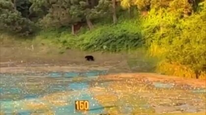 秋田市のゴルフ練習場にクマ出没　場内は一時騒然　けが人なし　生活圏での出没相次ぐ