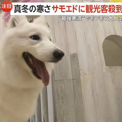【癒し】「モチモチしててかわいい」寒波のなか“モフモフ”が大人気！「サモエド」カフェに外国人観光客が殺到　本場ロシアでは“暖房代わり”に　東京・渋谷区