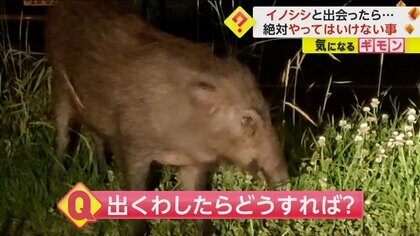 【絶対に威嚇しないでください】イノシシに遭遇したら“しゃがむ”　「木などの視界外に隠れる」も有効　宮崎市で目撃相次ぐ