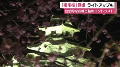 幻想的な城と桜のコントラスト　掛川桜が見頃　ライトアップも