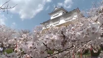 【シリーズサクラ】５）空から眺める“満開のサクラのじゅうたん”も満喫！津山市の名所・鶴山公園【岡山】