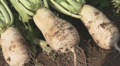独特の辛さ「ねずみ大根」今年は豊作　猛暑で2年連続不作…水やりの管理を徹底　おろし汁で食べる「おしぼりうどん」は「辛くて汗出ちゃう」