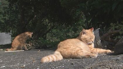 人口12人の離島にネコ70匹　地域ネコと島民が幸せに暮らすため…ネコの健康調査「共生のモデルケース」に