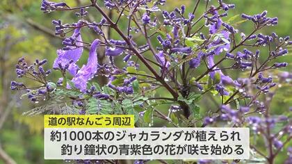 ジャカランダ　170センチ超え　世界三大花木　 世界三大花木「ジャカランダ」開花 南米原産・梅雨空に咲く可憐な花