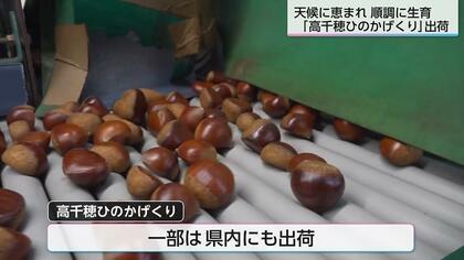 秋の味覚「高千穂ひのかげくり」出荷始まる 宮崎の自然の中で順調に