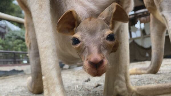 img_cd8217bb93fb8152cbe22a5938