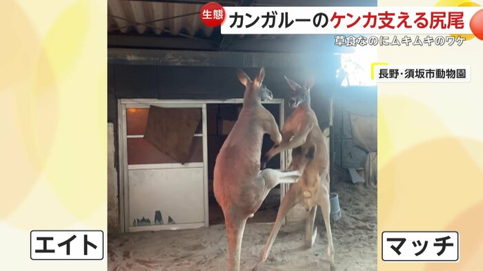蹴りを食らわせるエイト(映像提供:須坂市動物園)