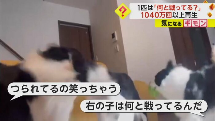リングを取り合う2匹と同じタイミングで頭を振る右の犬(視聴者撮影)
