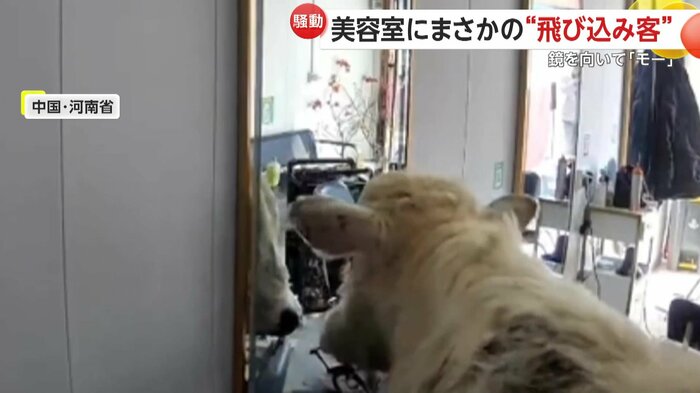 鏡を見つめて何かを待っている牛(中国SNSより)