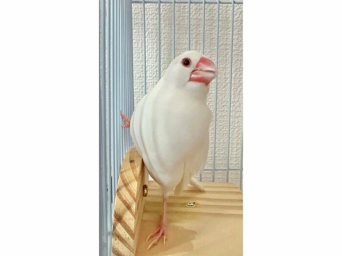ところてんくん