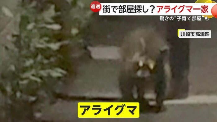 川崎市で撮影されたアライグマ(FNN投稿サイト「ビデオPost」提供:榊原泰明さん)