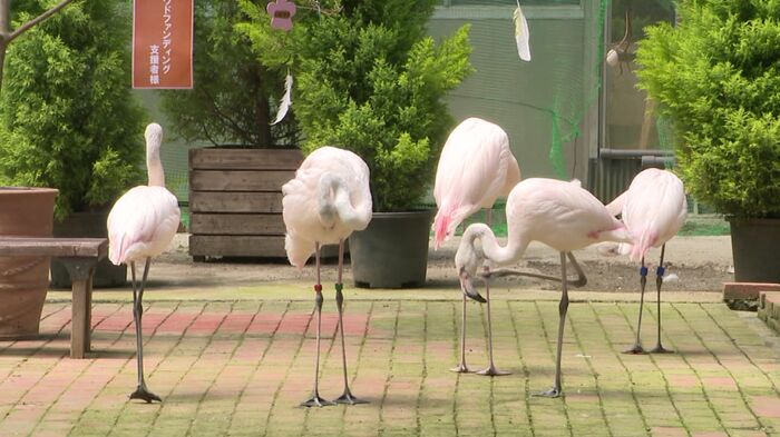 富士花鳥園