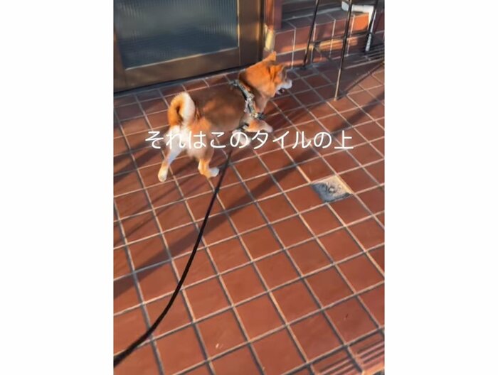 提供:kurararara4466さん