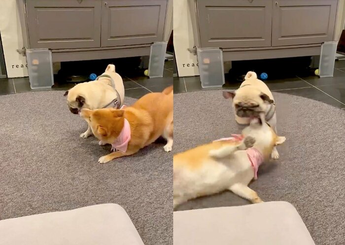 パグの子には何度もキス(提供:柴犬はらみさん)
