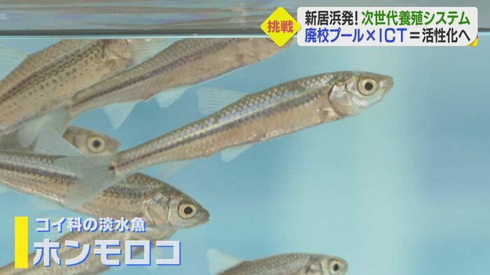 体長12cmほどのコイ科の淡水魚「ホンモロコ」