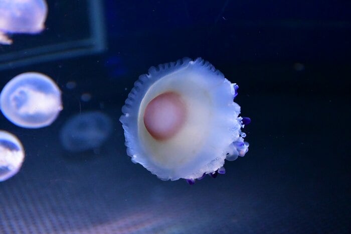 (提供:新江ノ島水族館)
