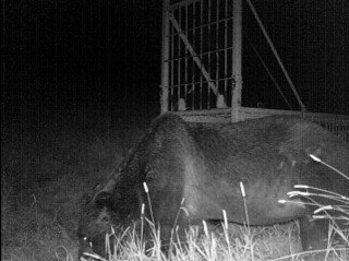 これまでに1度だけ撮影された「OSO18」とみられるクマ(撮影:2019年 提供:標茶町役場)