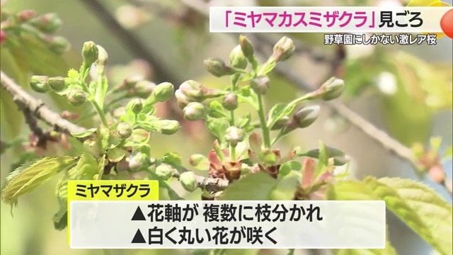 軸が枝分かれしているミヤマザクラの特徴を、ミヤマカスミザクラは受け継いでいる