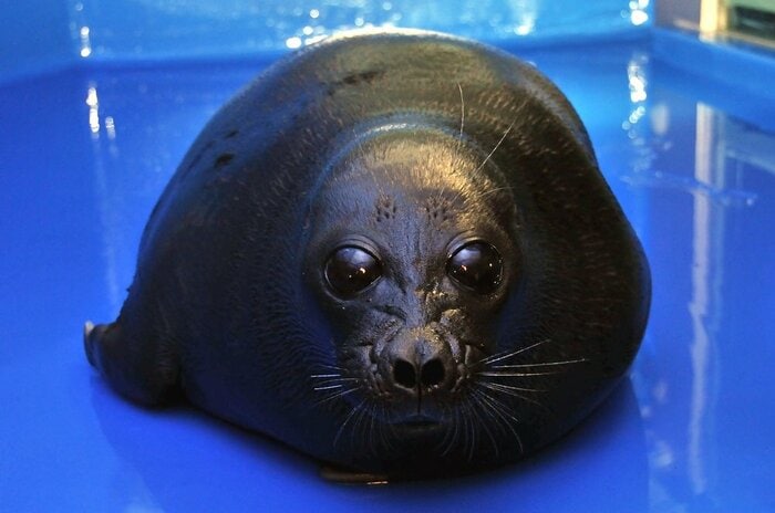 レオくん(提供:サンシャイン水族館)
