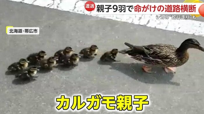 列を成すカルガモの親子(提供:ダラさん)