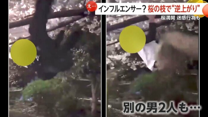 さらに別の男2人も桜の木にぶら下がっていた