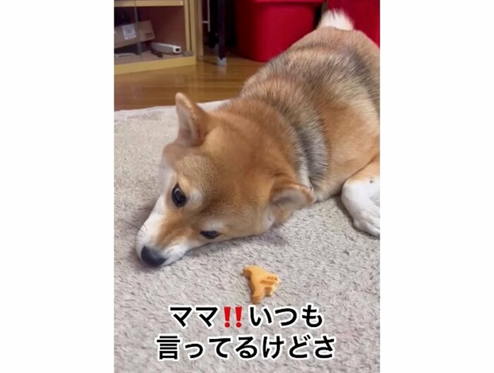 おやつを見つめて食べないゆきちゃん(提供:柴犬ゆきちゃん)