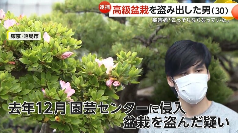 【あ然】「ごっそりなくなっていた」約10万円“黒松”も…高級盆栽67万円相当盗んだ疑いでベトナム国籍30歳男を逮捕　海外で売りさばく狙いか　警視庁｜FNNプライムオンライン