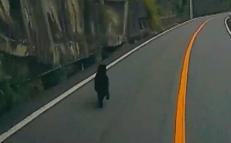 安芸太田町で1メートルほどのクマ　目撃者は「びっくりした。生まれて初めて見た」　県は注意呼びかけ｜FNNプライムオンライン