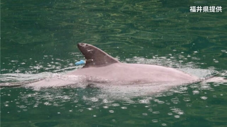 かみつきイルカが“音信不通” 海水浴客への被害防止へ県がGPSを装着も…2日の敦賀湾を最後に位置情報が受信できず【福井】|FNNプライムオンライン