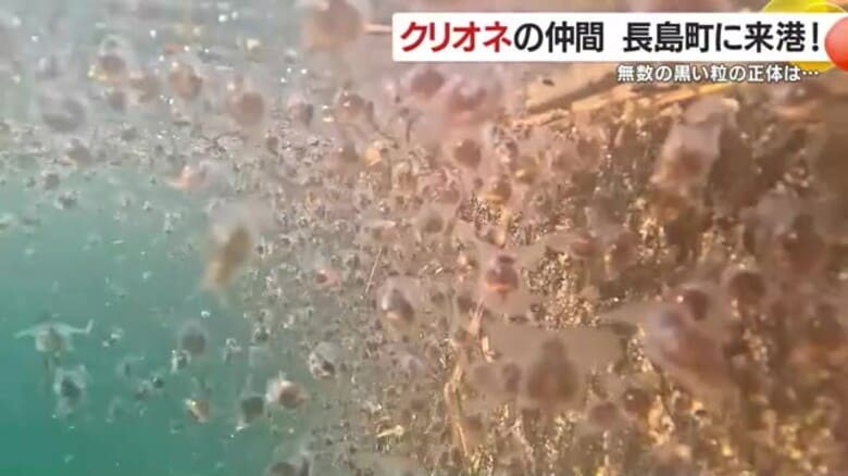 鹿児島・長島町の港に無数の黒い粒が大集合！？　正体は「流氷の妖精」の仲間　地元も“大歓迎”｜FNNプライムオンライン