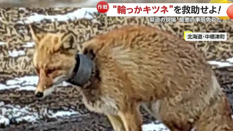 【緊迫】首に“太い輪っか”挟まったキツネの救出大作戦！「少し弱っていた」麻酔で眠らせ切断…長い間苦しんだ跡も　北海道・中標津町｜FNNプライムオンライン
