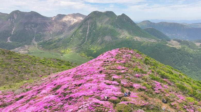 標高1643ｍくじゅう連山でミヤマキリシマが見ごろに　絶景に登山客も「感動して帰ります」大分｜FNNプライムオンライン