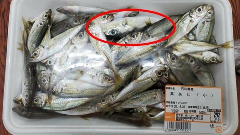 アジのパックに“フグの稚魚”が1匹…スーパーでの混入はなぜ起きたのか　店は「形が似ていてチェック漏れの可能性」と説明｜FNNプライムオンライン