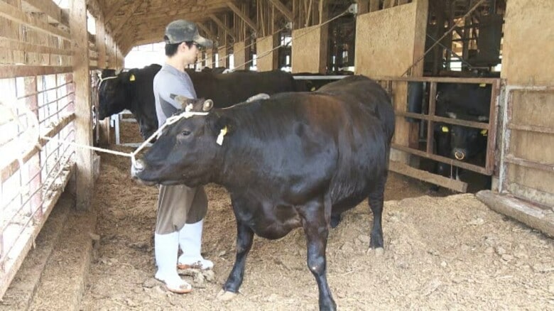 新ブランド牛「ふくい和牛ふくふく」初出荷 抗生物質を使わず乳酸菌入りの餌で育てた黒毛和牛 10月以降に店頭に【福井】|FNNプライムオンライン