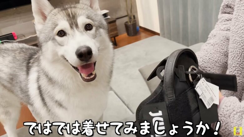 画像:YouTubeチャンネル「もんちゃんっていうよ。」より