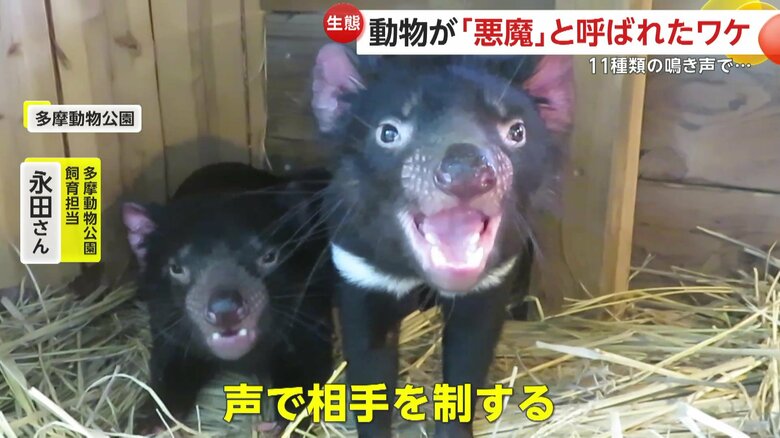 発声が豊富なタスマニアデビル（（公財）東京動物園協会提供）