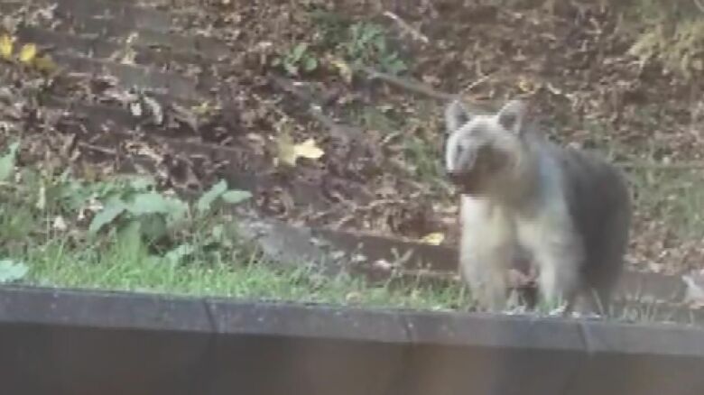 中央区で目撃されたクマ（撮影：視聴者）