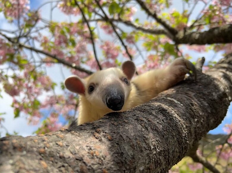 木登り中ひょっこり（提供：伊豆アニマルキングダム）