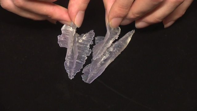 化石のレプリカ　鳥類と似ているところも　鳴き声の解明に期待