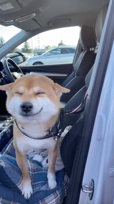 提供：柴犬 雷吾さん