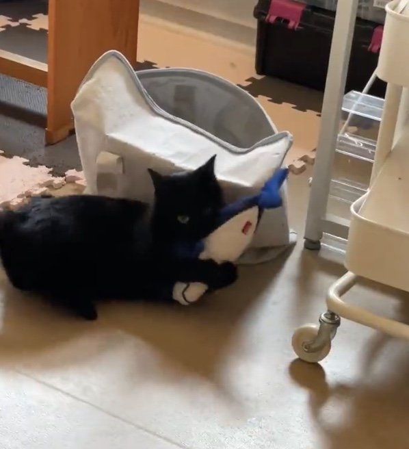 提供：マクーさん