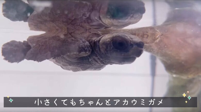 アカウミガメの赤ちゃん